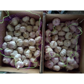 Case Of Pure Natural Purple Garlic